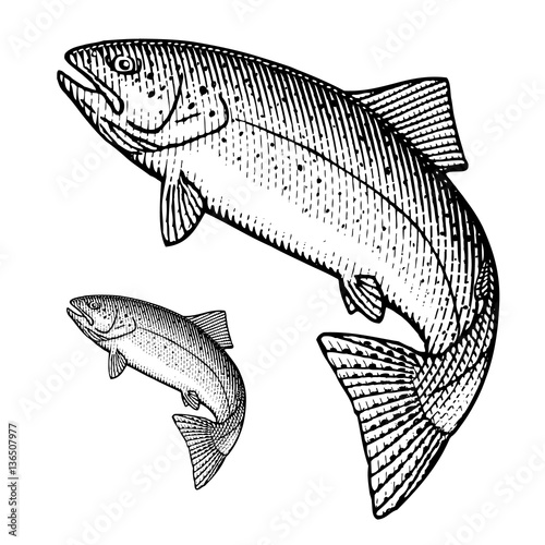 Jumping Trout