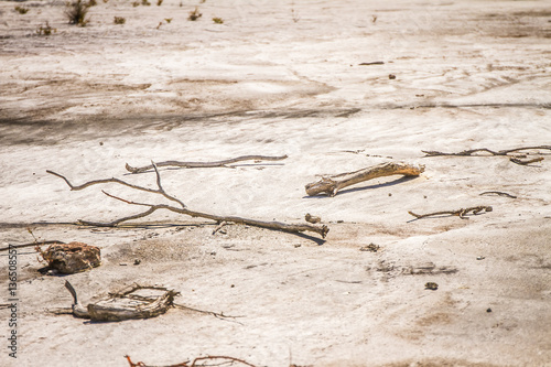 dried and dead tree sticks and branches