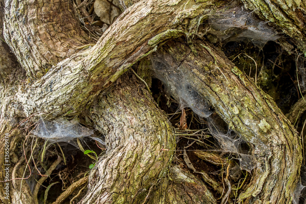 old tree branch closeup, wooden background