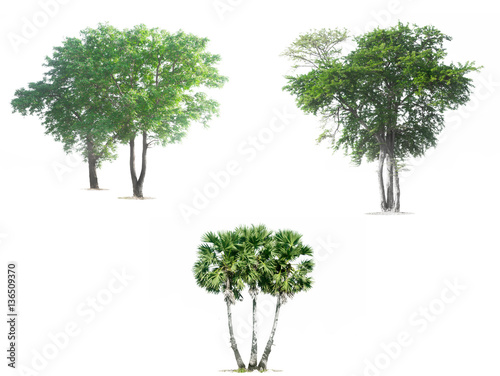 trees isolated on white background