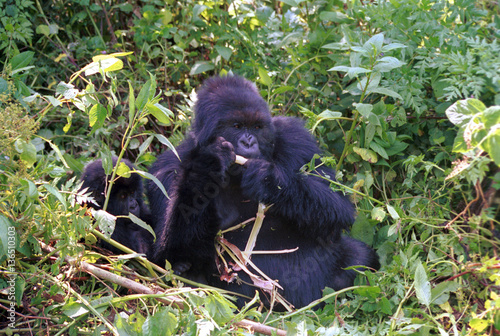 Mountain gorillas, Volcano National Park, Rwanda photo