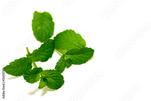 Green fresh mint leaf on white background