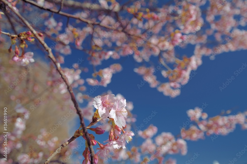 Japanese cherry blossoms (Kawazu-sakura in japanese) in early spring Japanese cherry blossoms (Kawazu-sakura in japanese) in early spring