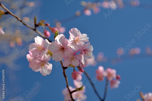 Japanese cherry blossoms (Kawazu-sakura in japanese) in early spring