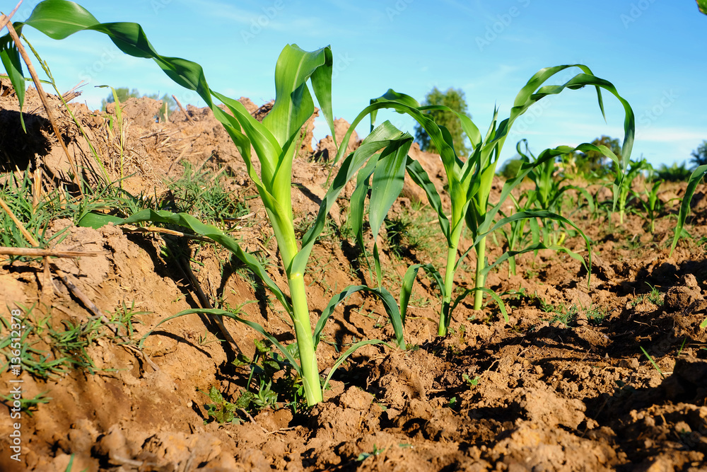 baby corn growing on field baby corn growing on field