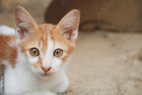 Close-up of cute kitten looking camera