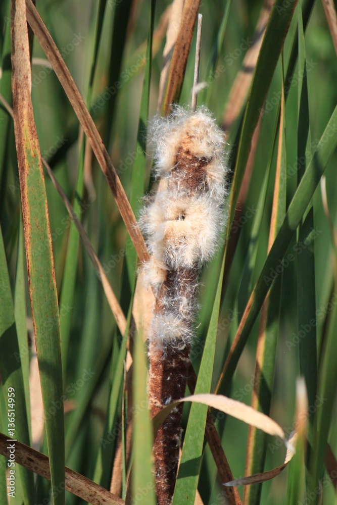 Close-up of flowering cattail in swamp during fall. Close-up of flowering cattail in swamp during fall.