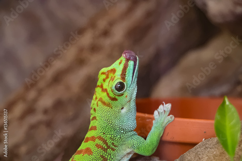 Gecko diurne de madagascar photo