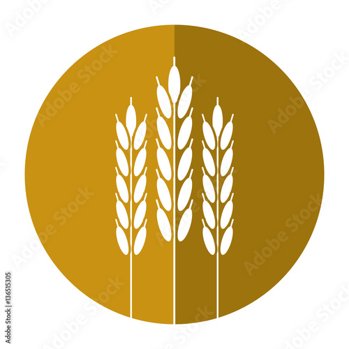 harvesting wheat ears shadow vector illustration eps 10