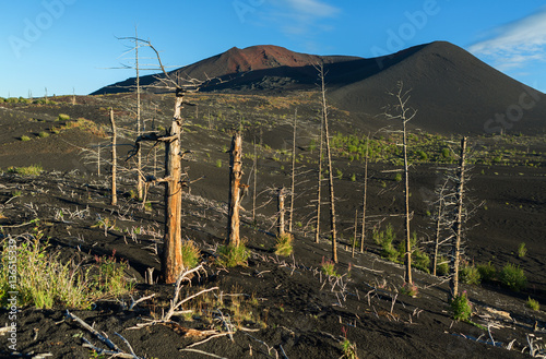 Dead wood - a consequence of a catastrophic release of ash during the eruption of the volcano in 1975 Tolbachik north breakthrough photo