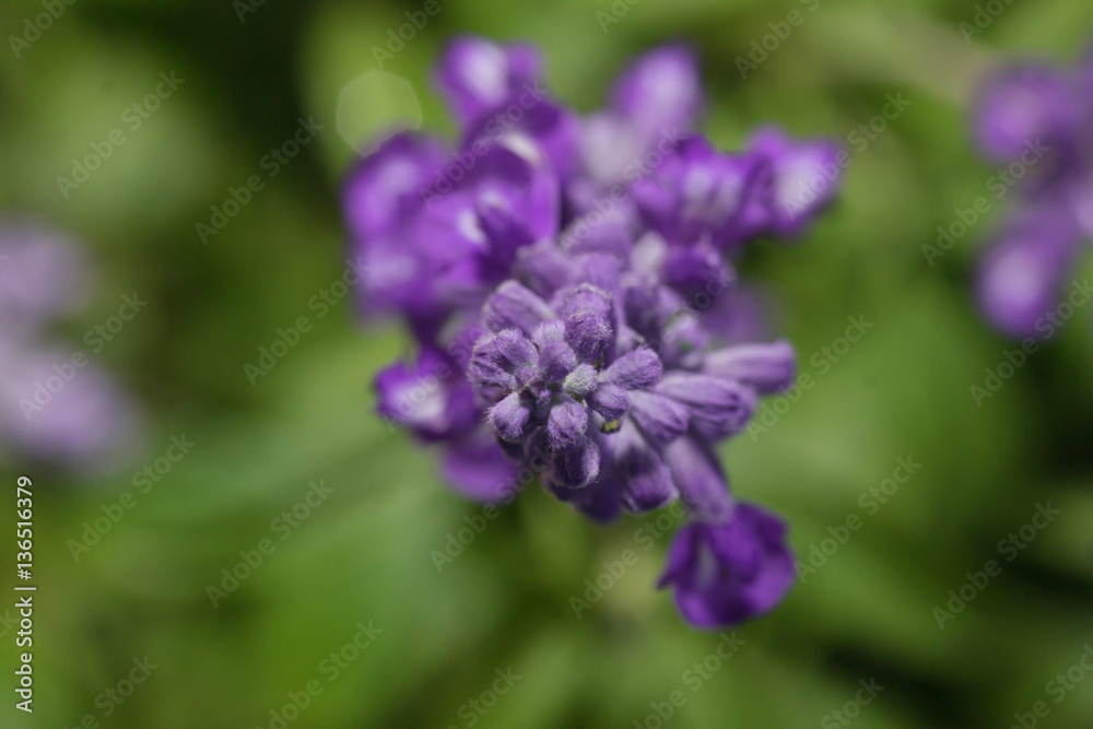 lavender flowers Blooming in the garden
lavender flowers Blooming in the garden
