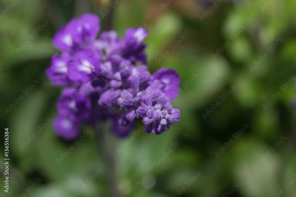 lavender flowers Blooming in the garden
lavender flowers Blooming in the garden