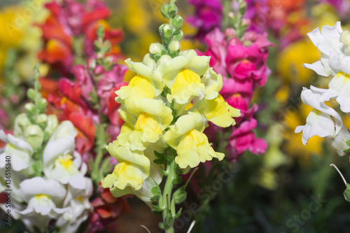 Fototapeta Naklejka Na Ścianę i Meble -  Colorful snapdragon flower Blooming in the garden
