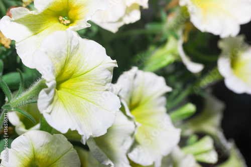 White Flower Blooming in the garden    
                     