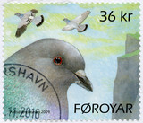 FAROE ISLANDS - 2009: shows Pigeons