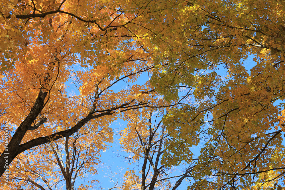 Colorful fall leaves as a natural background