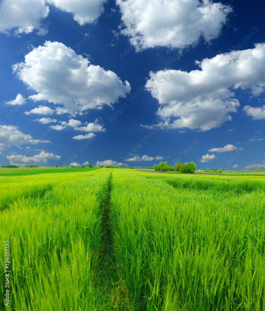 green wheat field and clouds