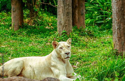 Albino lion sleep on green grass backgorund in zoo