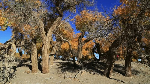 Populus euphratica forest in autumn in Ejina,Inner Mongolia,China photo