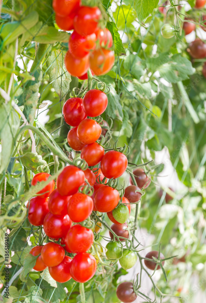 Close up red cherry tomatoes hanging on trees in greenhouse selective focus