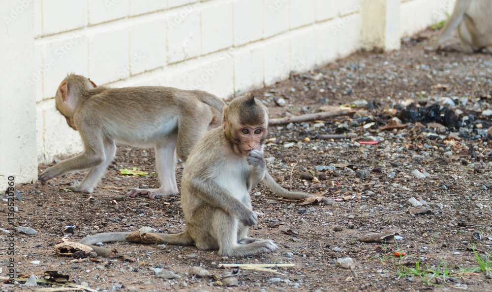 Fototapeta premium long-tailed macaque looking for food