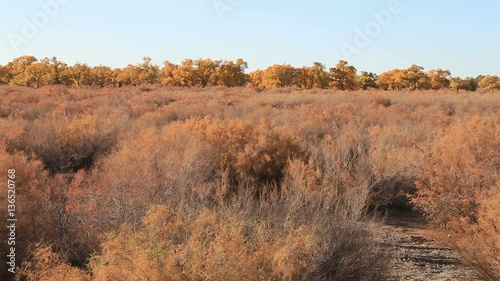 Populus euphratica forest in autumn in Ejina,Inner Mongolia,China photo