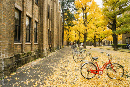 Photography red bicycle with falling yellow leaves on the ground in autumn taken at Tokyo Un