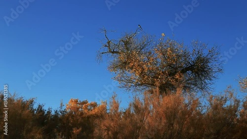 Populus euphratica forest in autumn in Ejina,Inner Mongolia,China photo