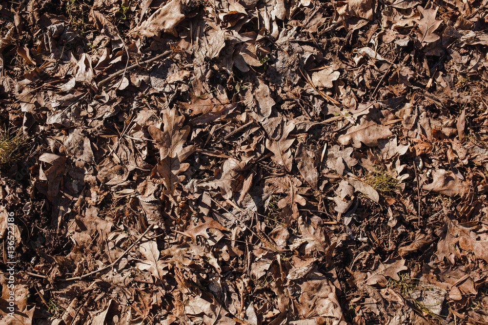 texture of dry leaves texture of dry leaves