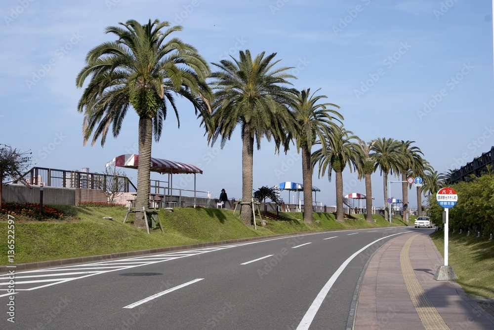 highway and coconut tree