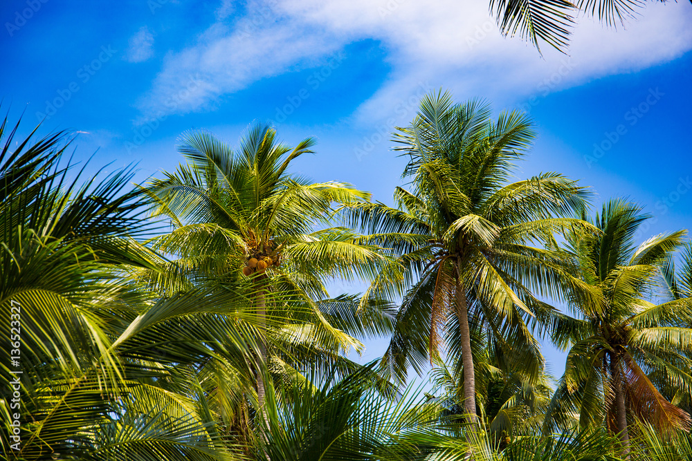 Coconut palm tree perspective view