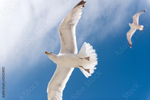 Gull in blue sky