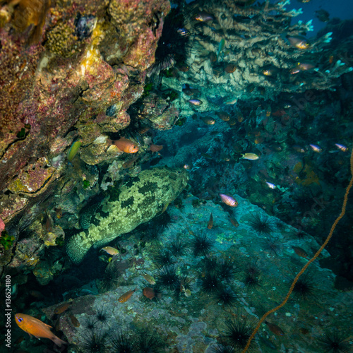 Malabar grouper