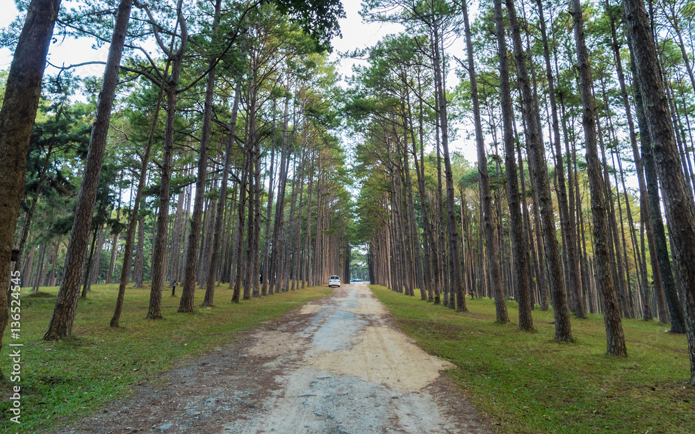 Fototapeta premium Pine Forest