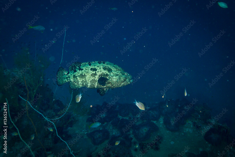 Malabar grouper Malabar grouper