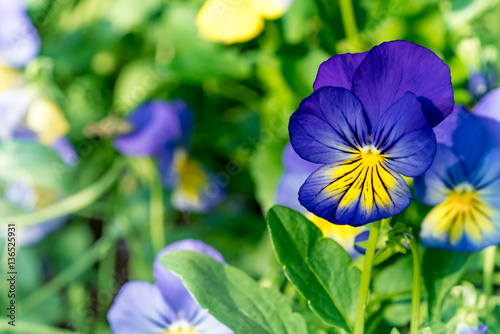 Blue purple and yellow viola flowers on green leaves