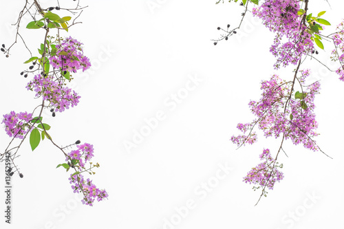 Branches with pink flowers blossoming with white background © photopeerayut