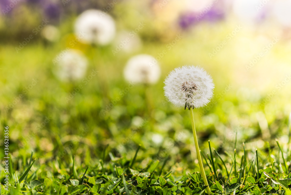 Close up of a dandelion flower in a sunny meadow. Close up of a dandelion flower in a sunny meadow.