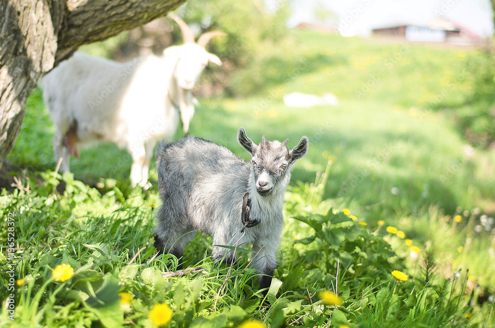 Goats graze in a meadow, field, pasture, two Goats graze in a meadow, field, pasture, two