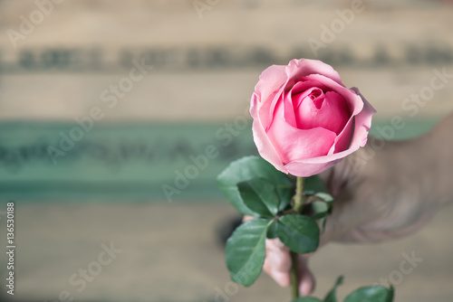 Man giving a pink rose.Man expressing his love to woman with blossom pink rose.