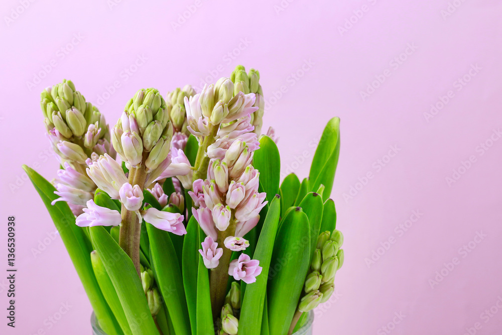 Fototapeta premium Pink hyacinths flowers