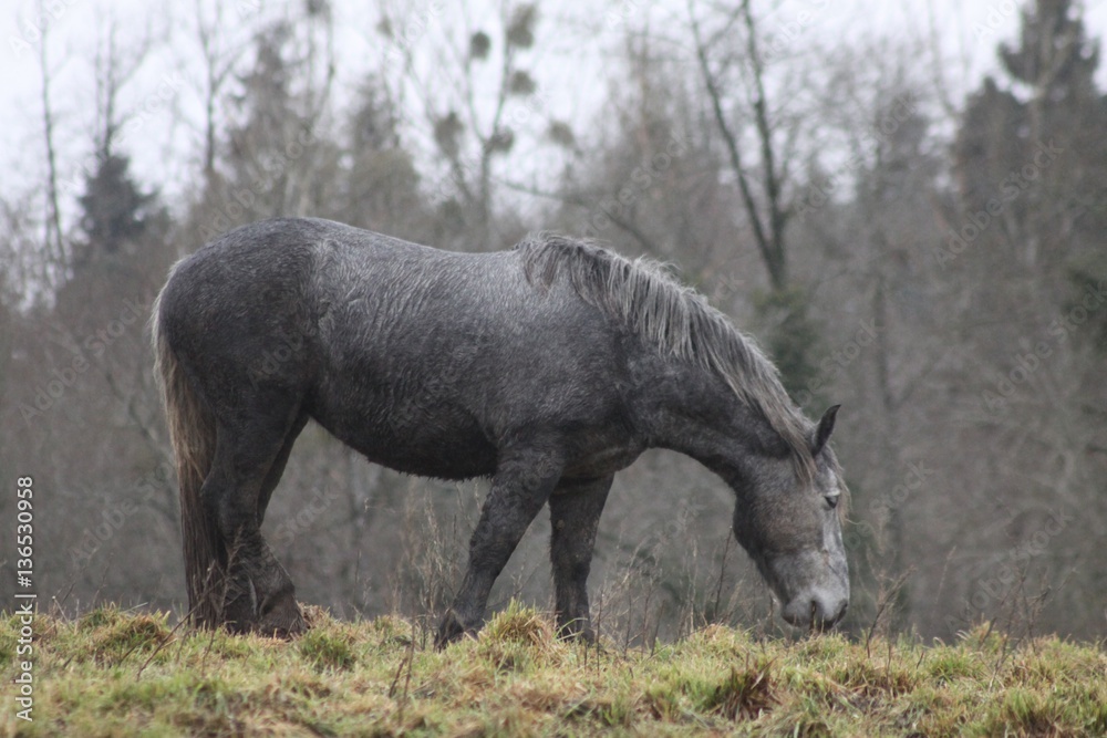 regard de cheval regard de cheval