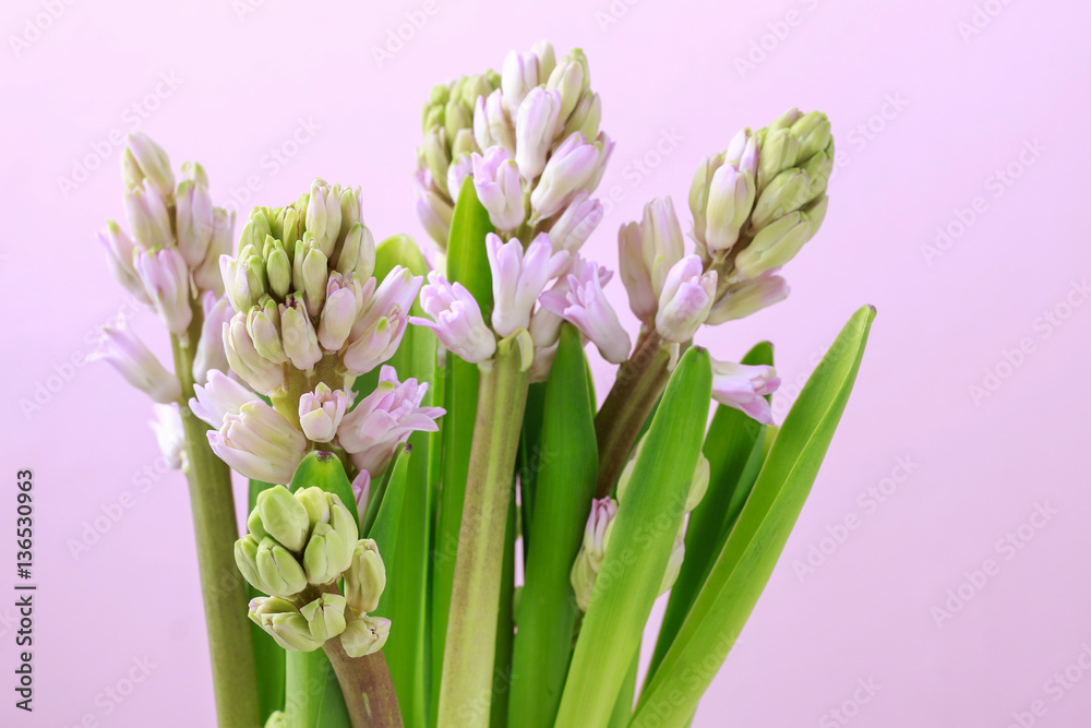 Fototapeta premium Pink hyacinths flowers