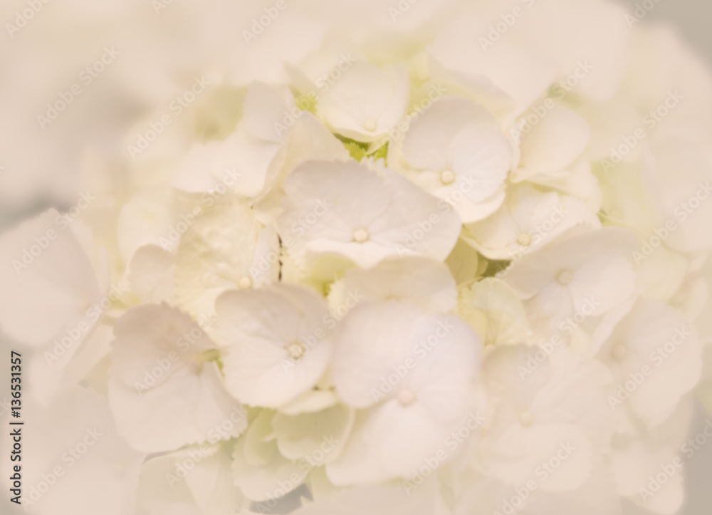 Tiny white flower petals