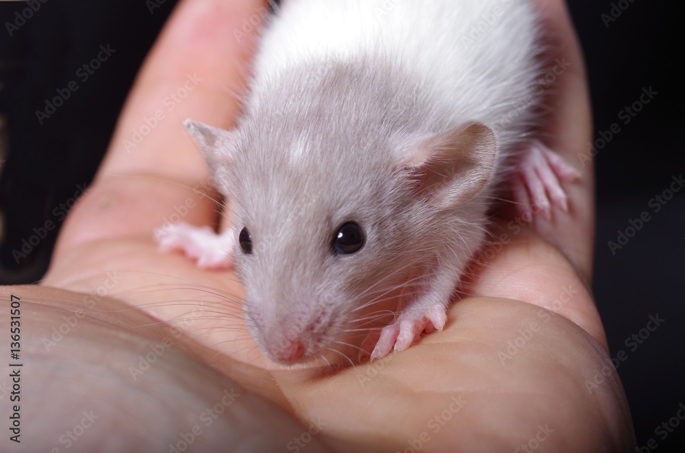 Junge Ratte auf Hand schwarzer Hintergrund Junge Ratte auf Hand schwarzer Hintergrund