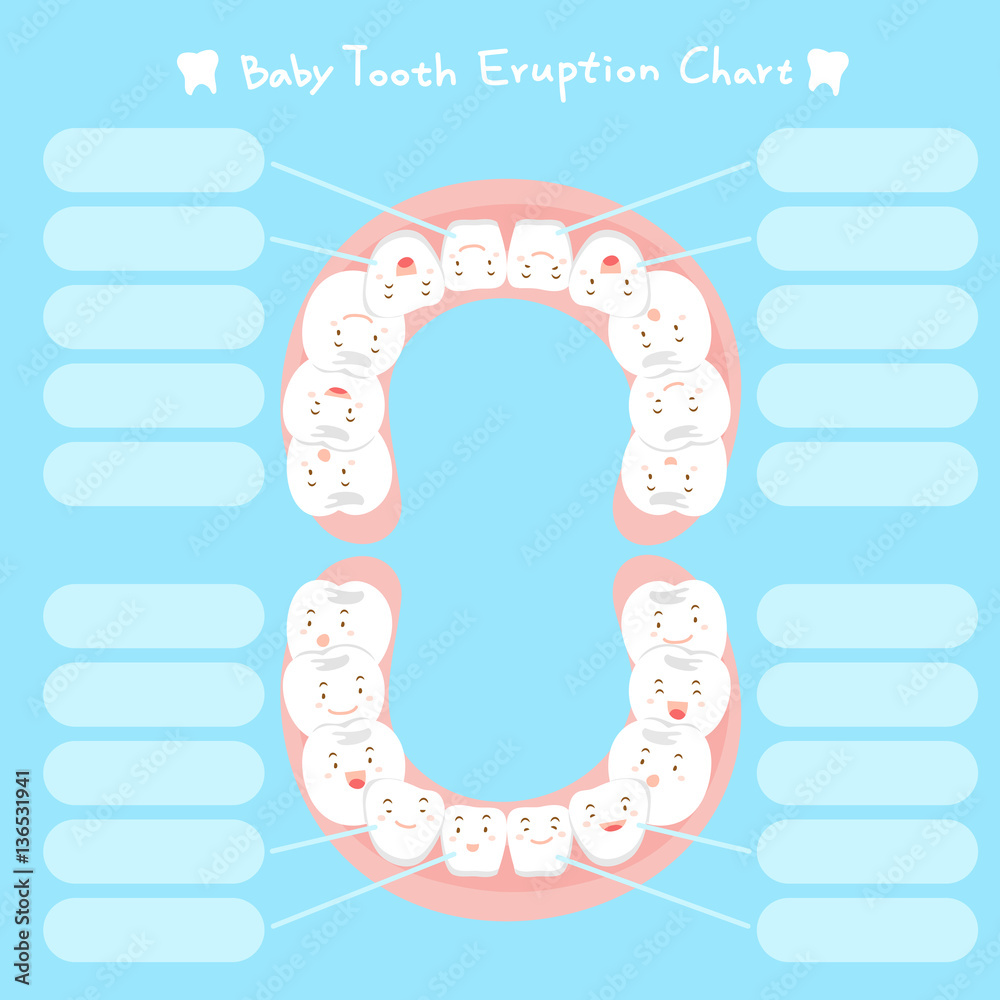cartoon baby tooth eruption chart Stock Vector | Adobe Stock