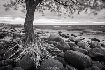 Aluminium schilderij Zwart wit Sea landscape with trees  and stones. Black and white ifrared ph  © Aleks Kend