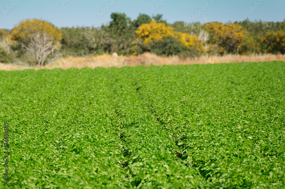 Green Potato Field. Organic vegan cultivated.