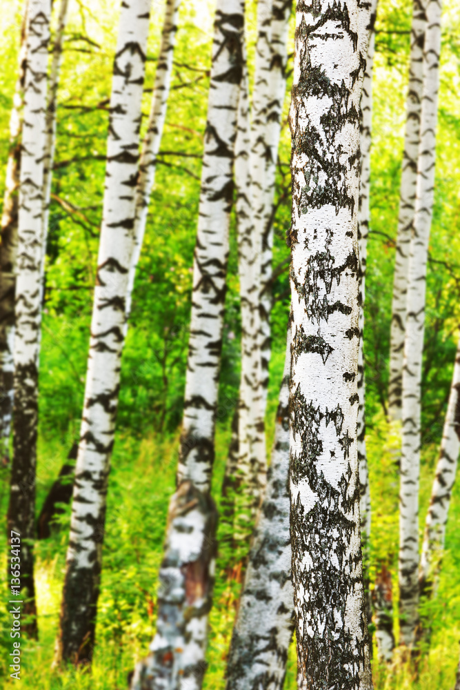 Obraz premium summer in sunny birch forest