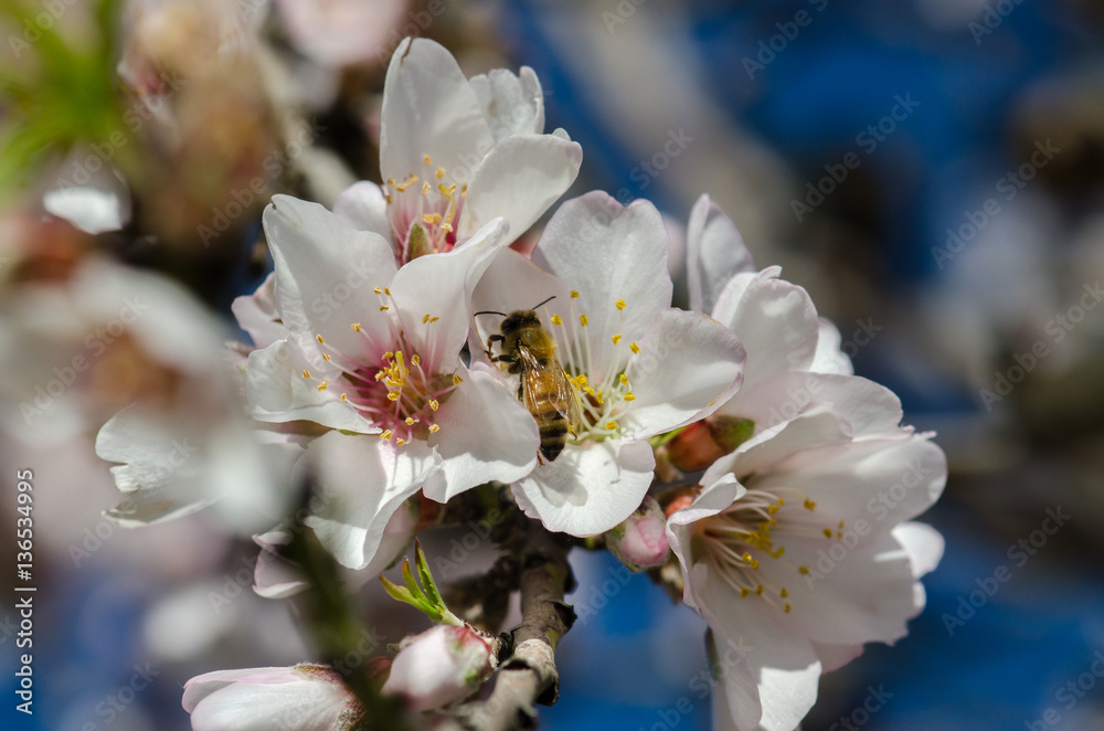 Obraz premium A bee on a white pink almond tree flower